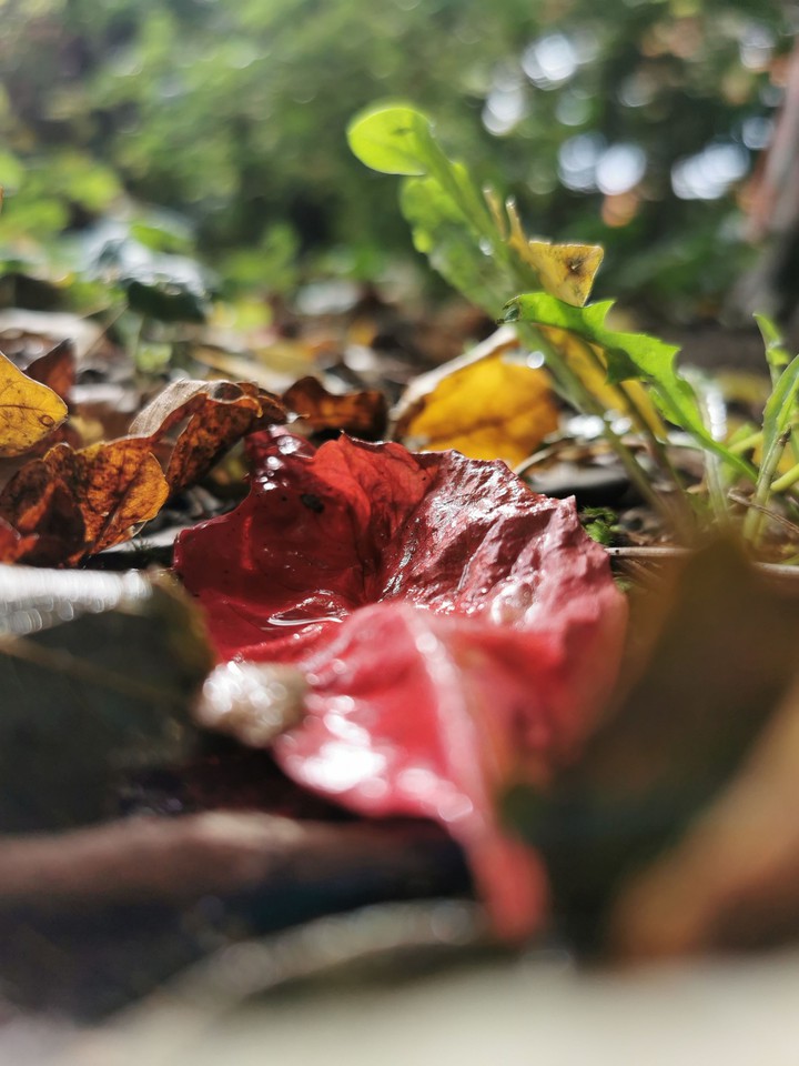 leaves