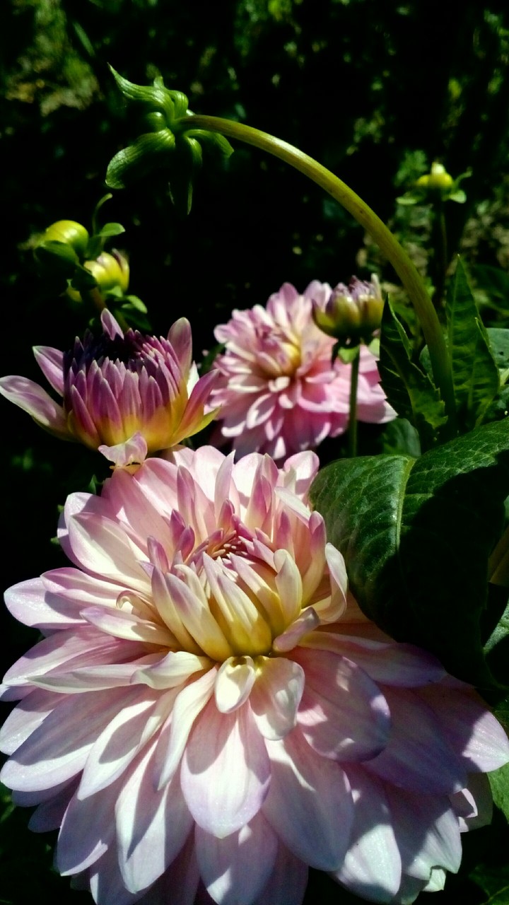 Flowers