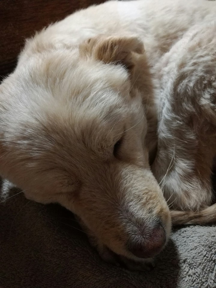 Best dog