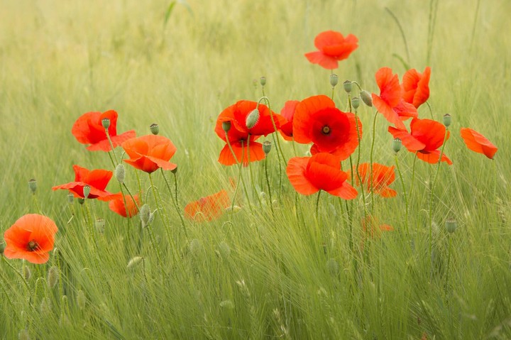 red flowers