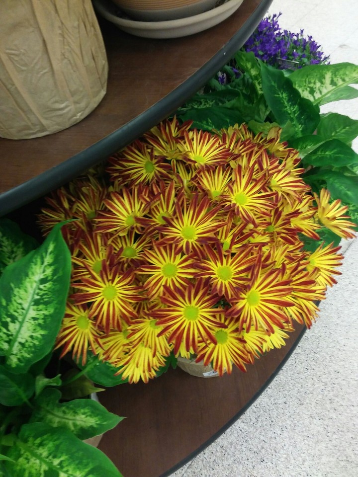 Neat flowers