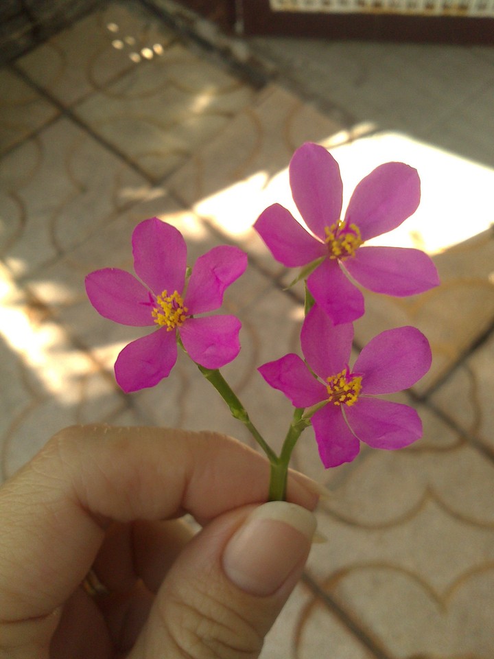 Gingseng Java's flower