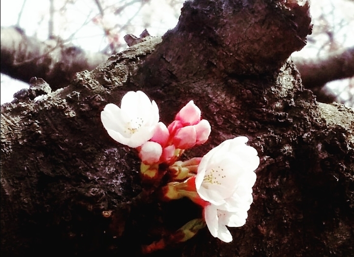 blooming