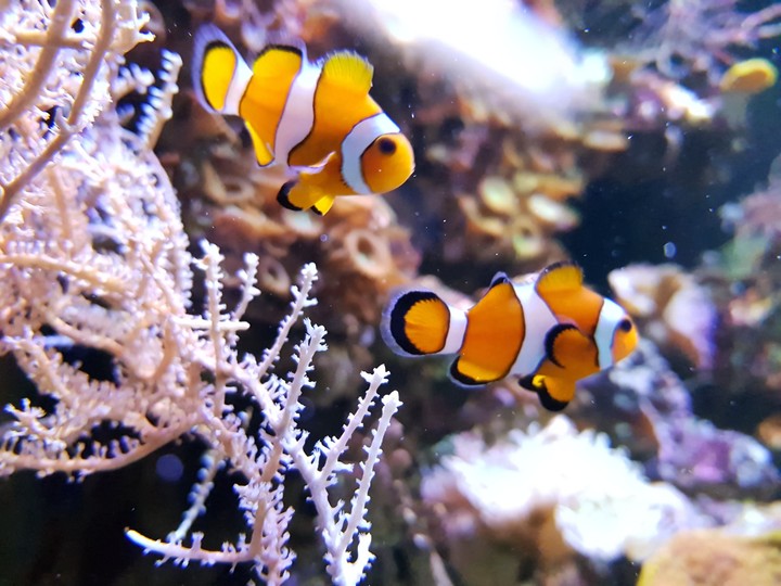 clown fish