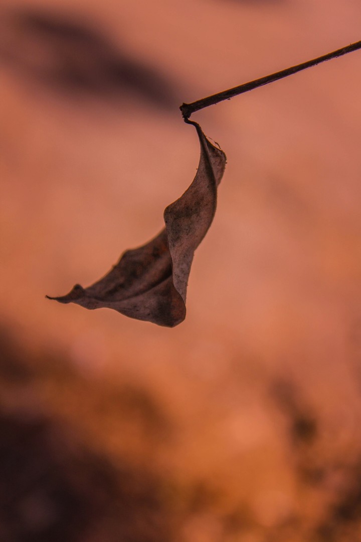 leaf