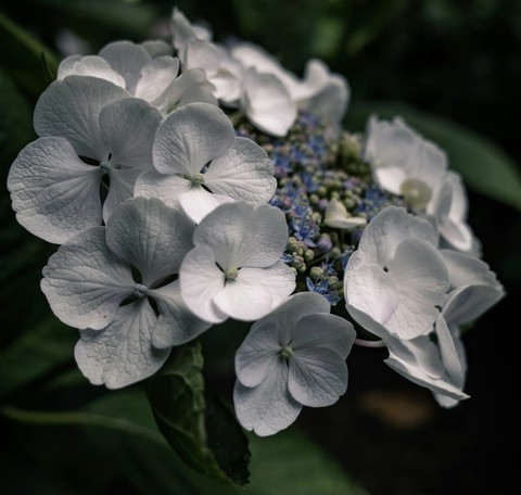 тапети petal, groundcover