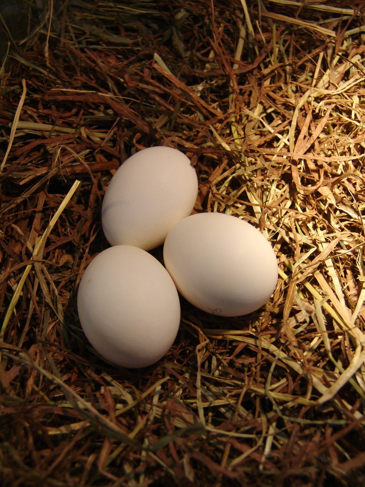 Egg