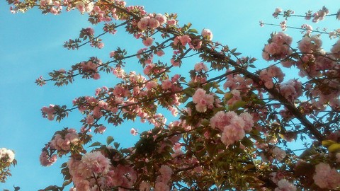 spring blossom