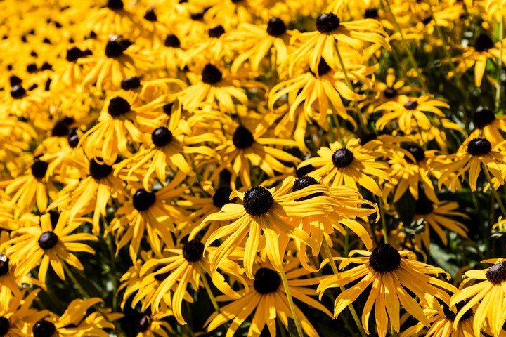 Golden Flowers
