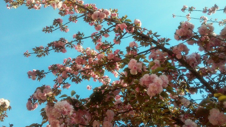 spring blossom