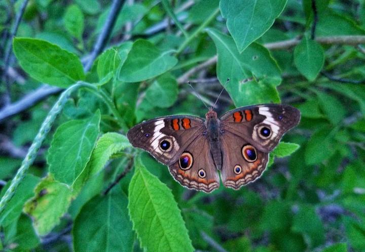 MARIPOSA CAFÉ, SAN LORENZO, GRO.