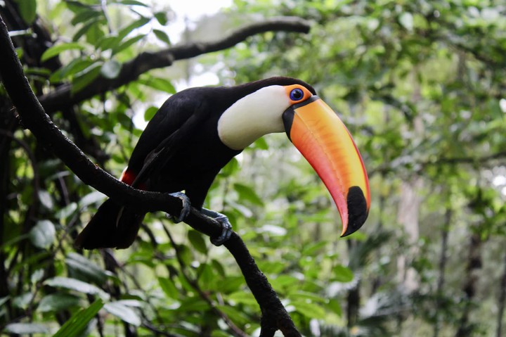 bird