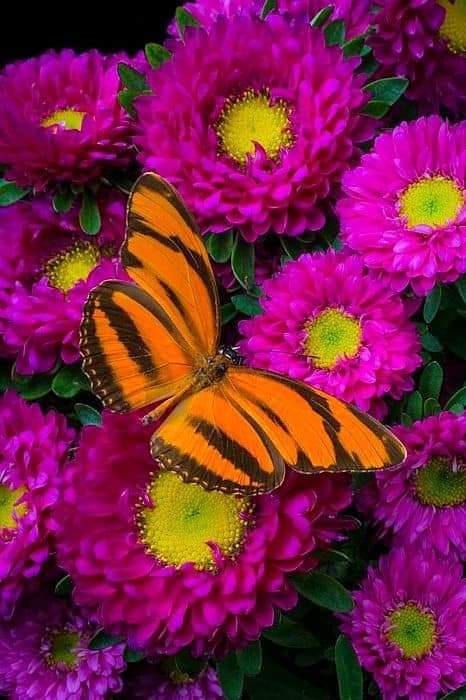Flores y mariposas