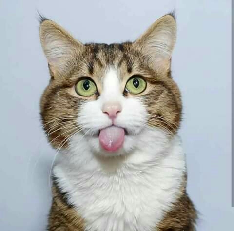 cute