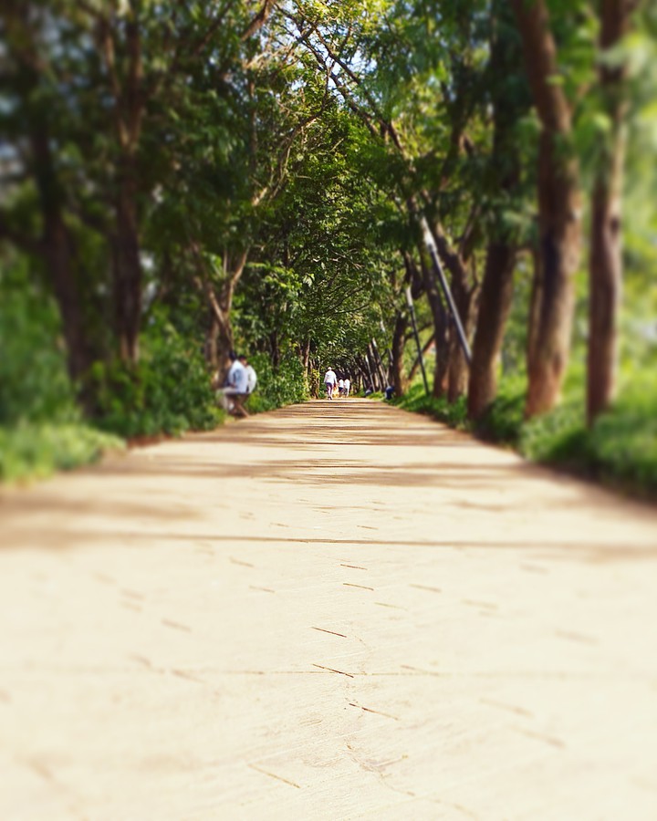 Trees.
