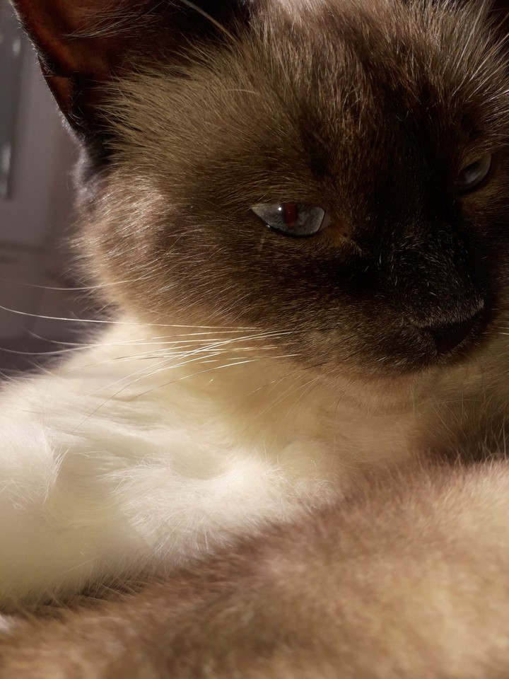 cat