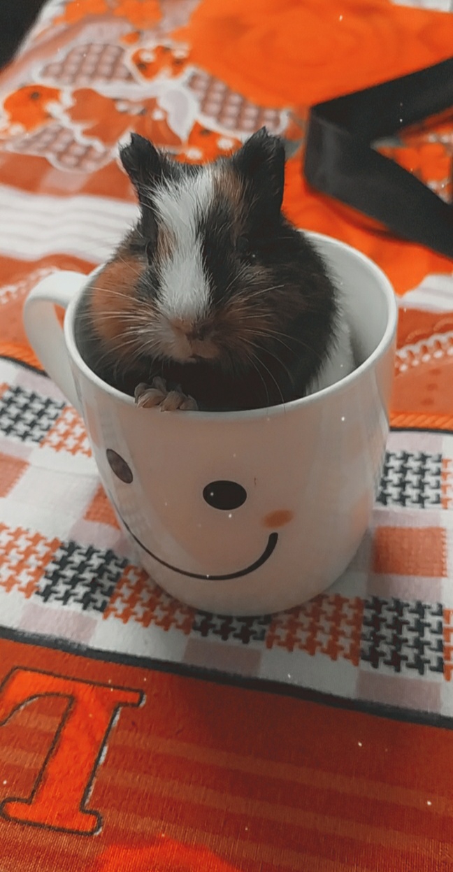 My Fluffball