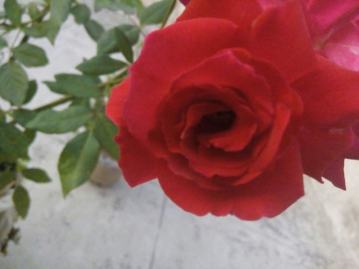 rose
