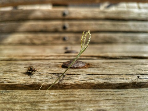 Wood