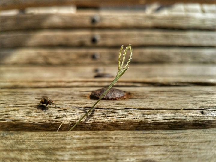 Wood