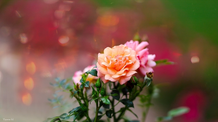 roses