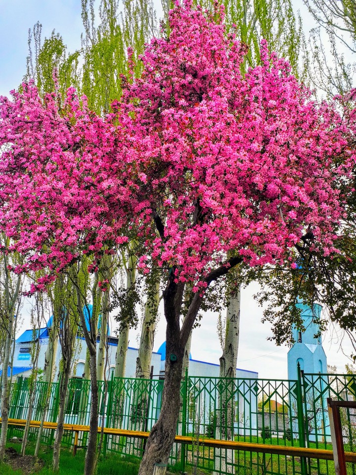 spring time
