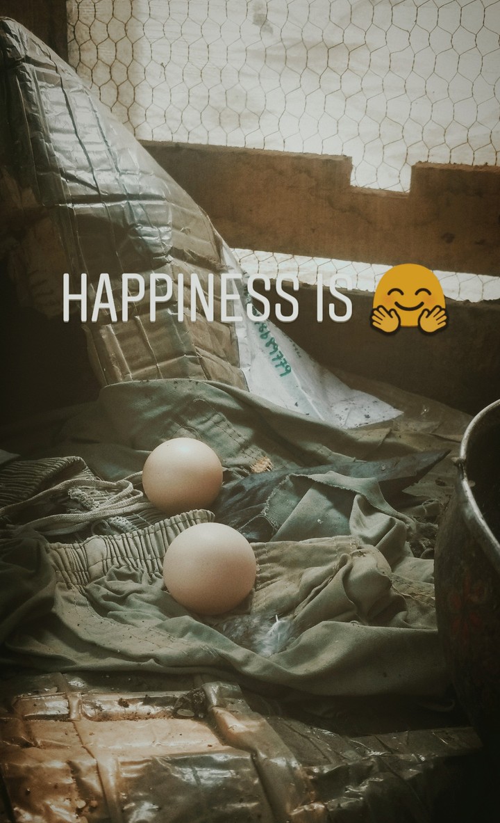 egg
