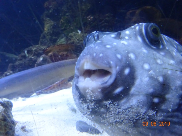 Blub