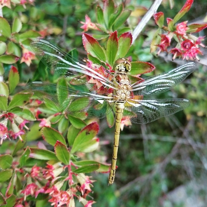Dragonfly - Last summer