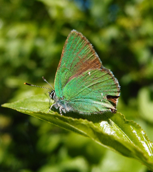 butterfly