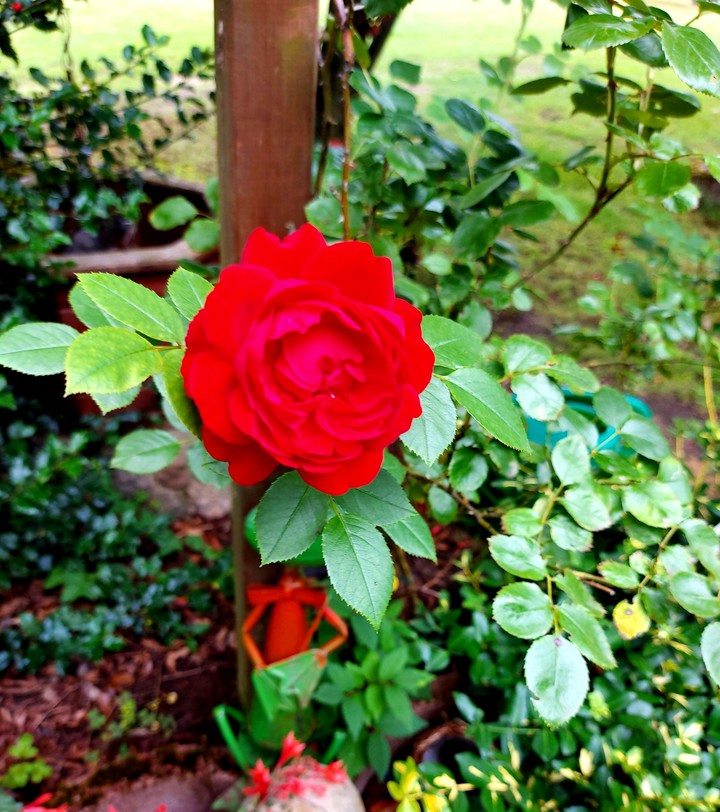 Rote Rose