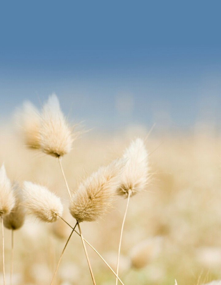 Wheat