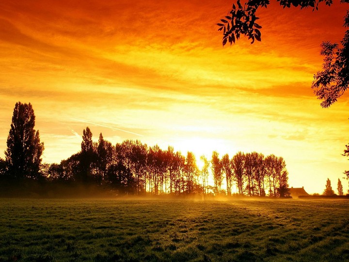 sunset in trees