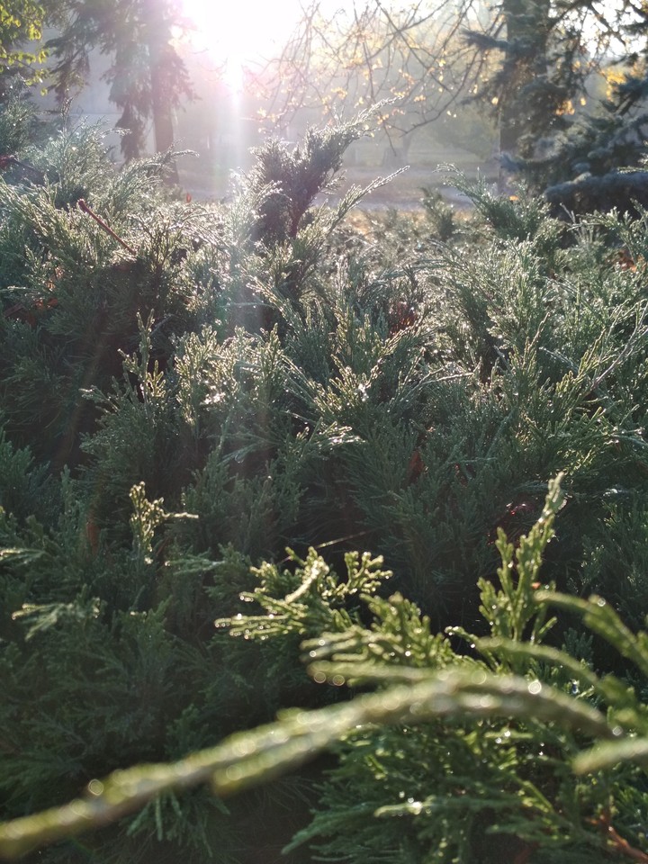 sunshine