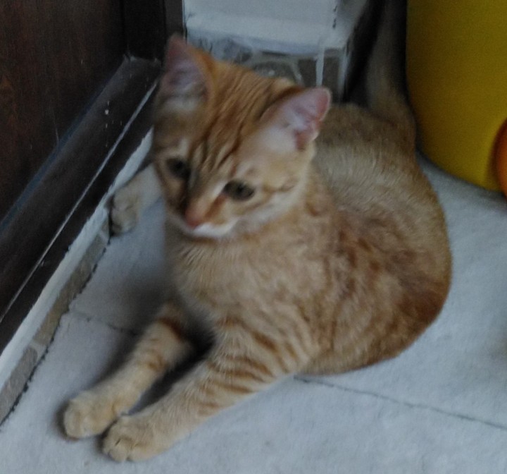 it is my cat?