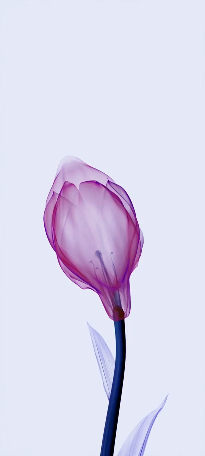 Flower ? Wallpaper