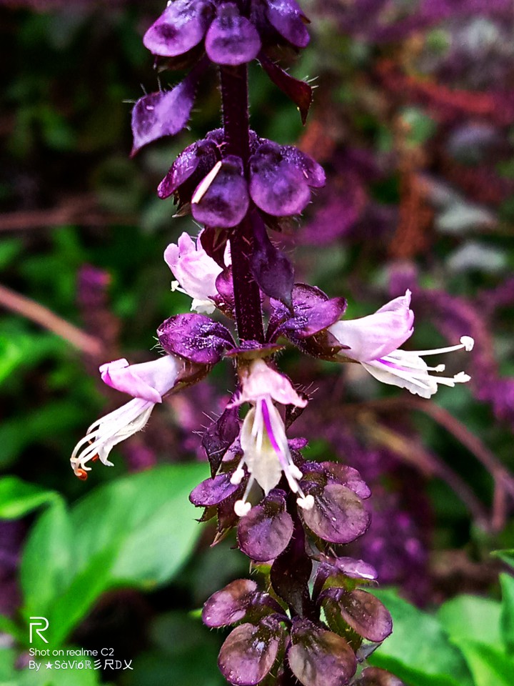 #purple flower