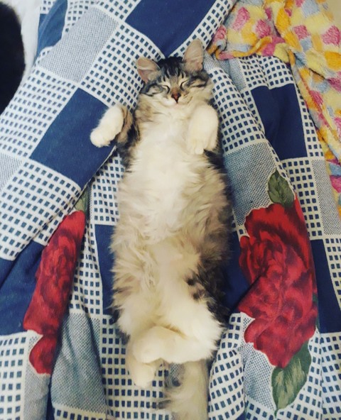Bhatt