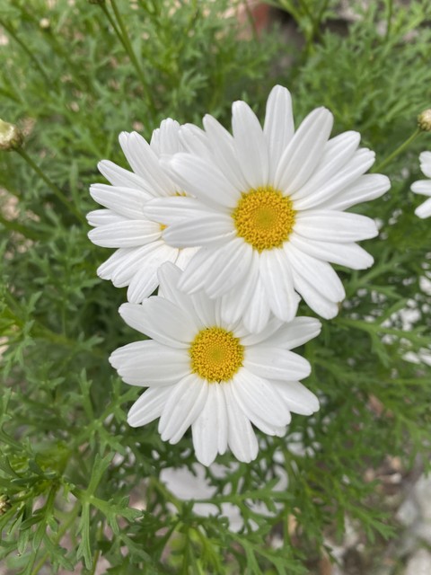 רקעים plant, flower