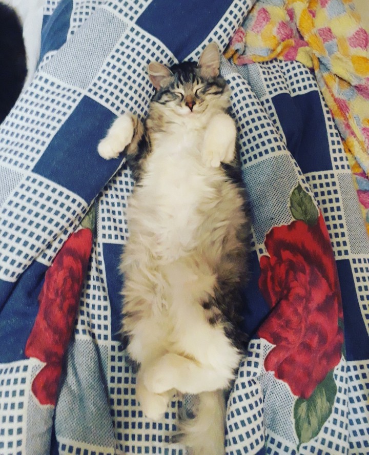 Bhatt