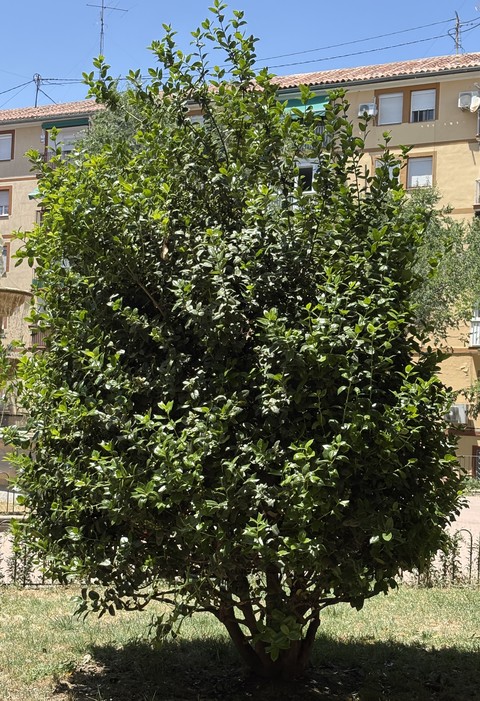 papéis de parede evergreen, silverberry