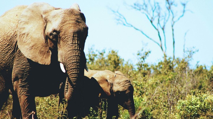 Elephant