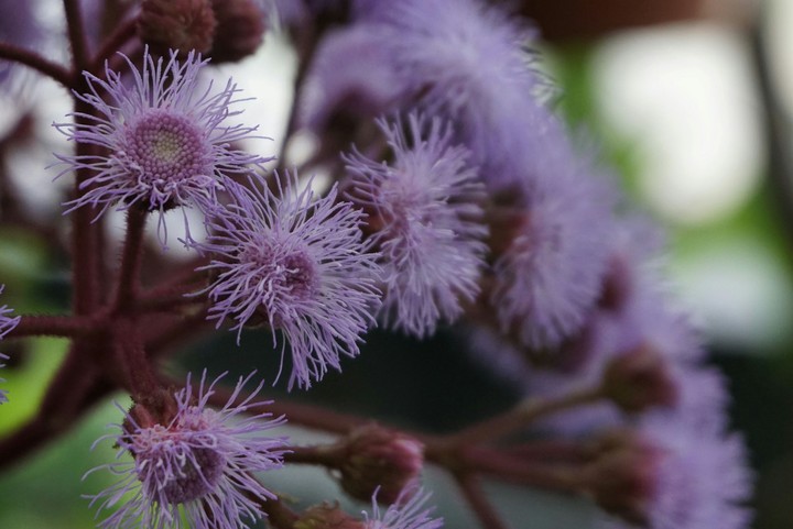 Flowers :)