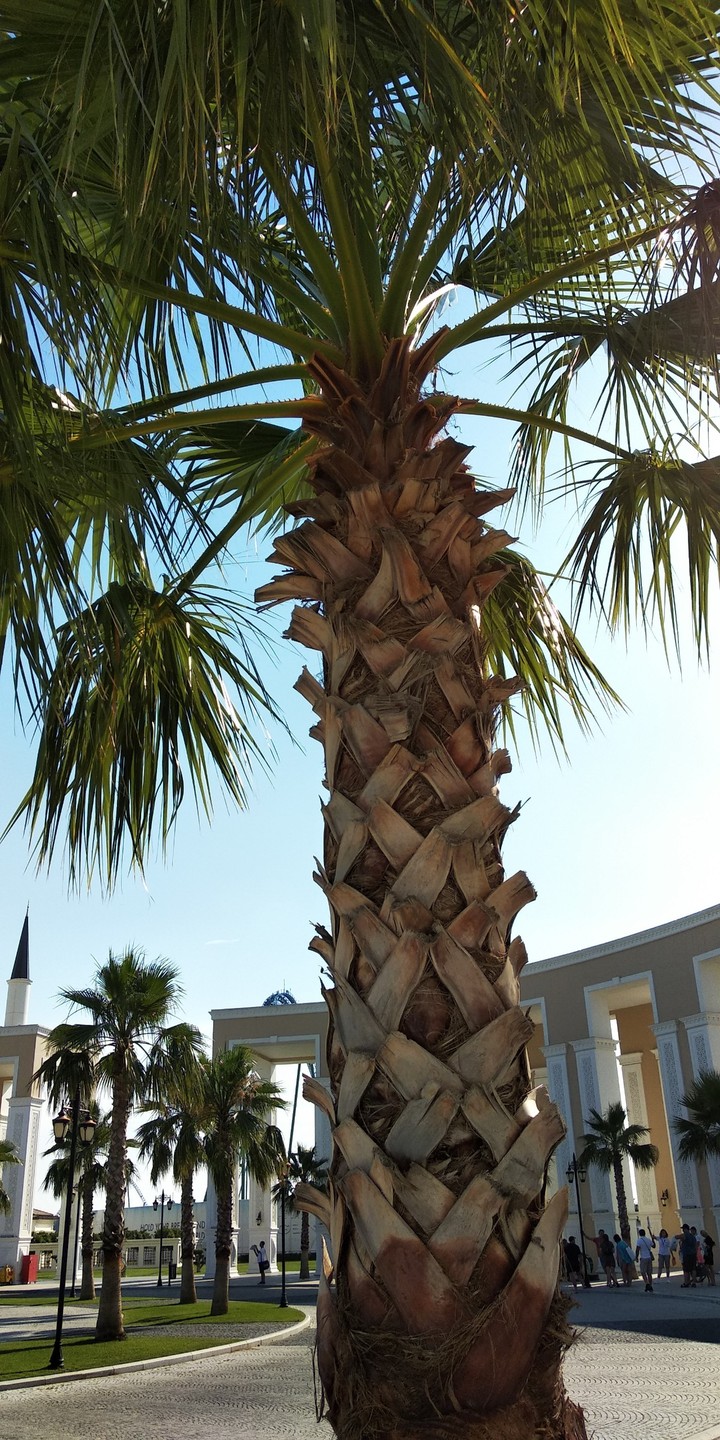 Palm