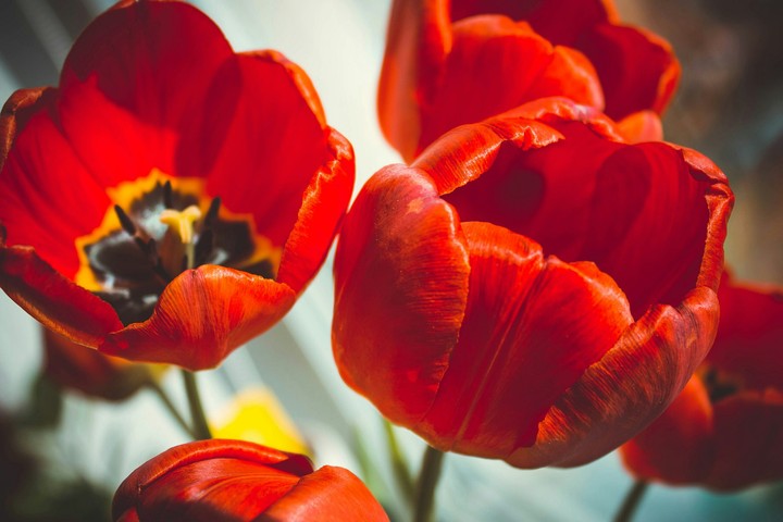 tulip