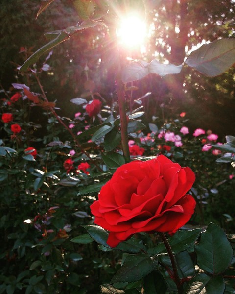 red roses