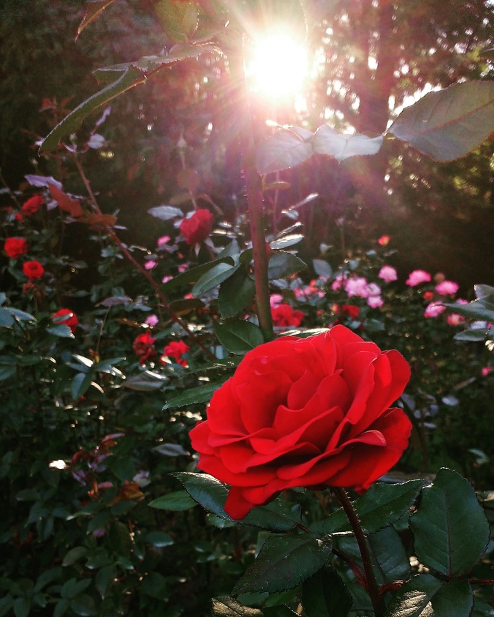 red roses