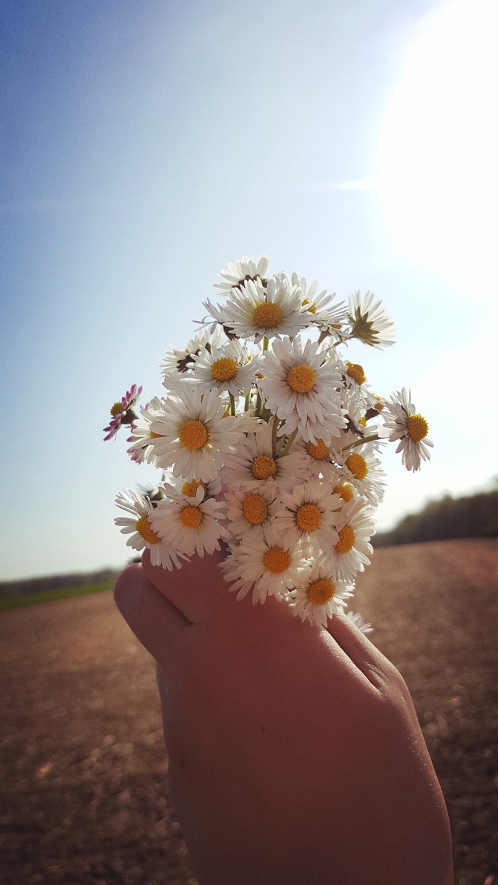 flowers