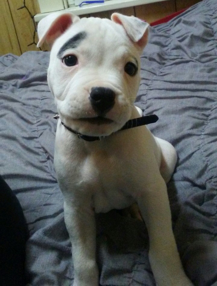 baby pitbull