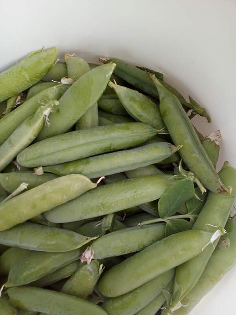 erbsen